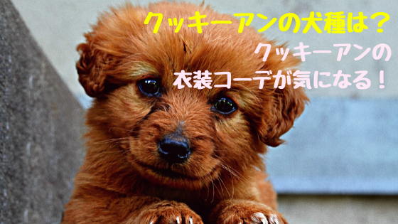 クッキーアンの犬種は クッキーアンの衣装コーデが気になる おちゃこのブログ
